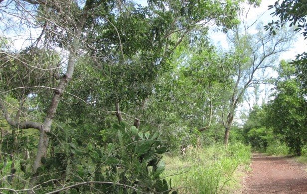 Reunion : Marche Forêt étang salé et introduction à la méditation