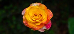 rose representing healing