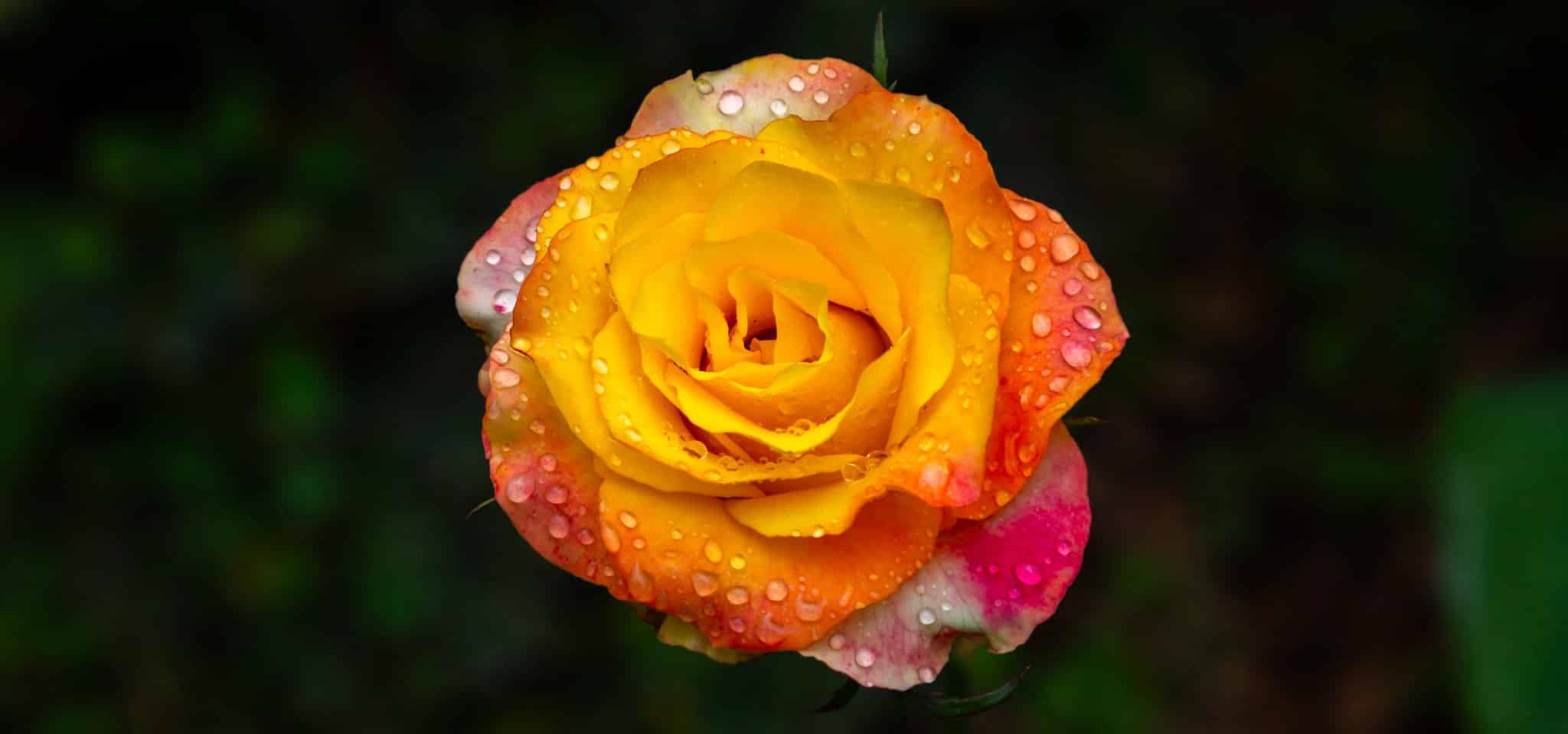 rose representing healing
