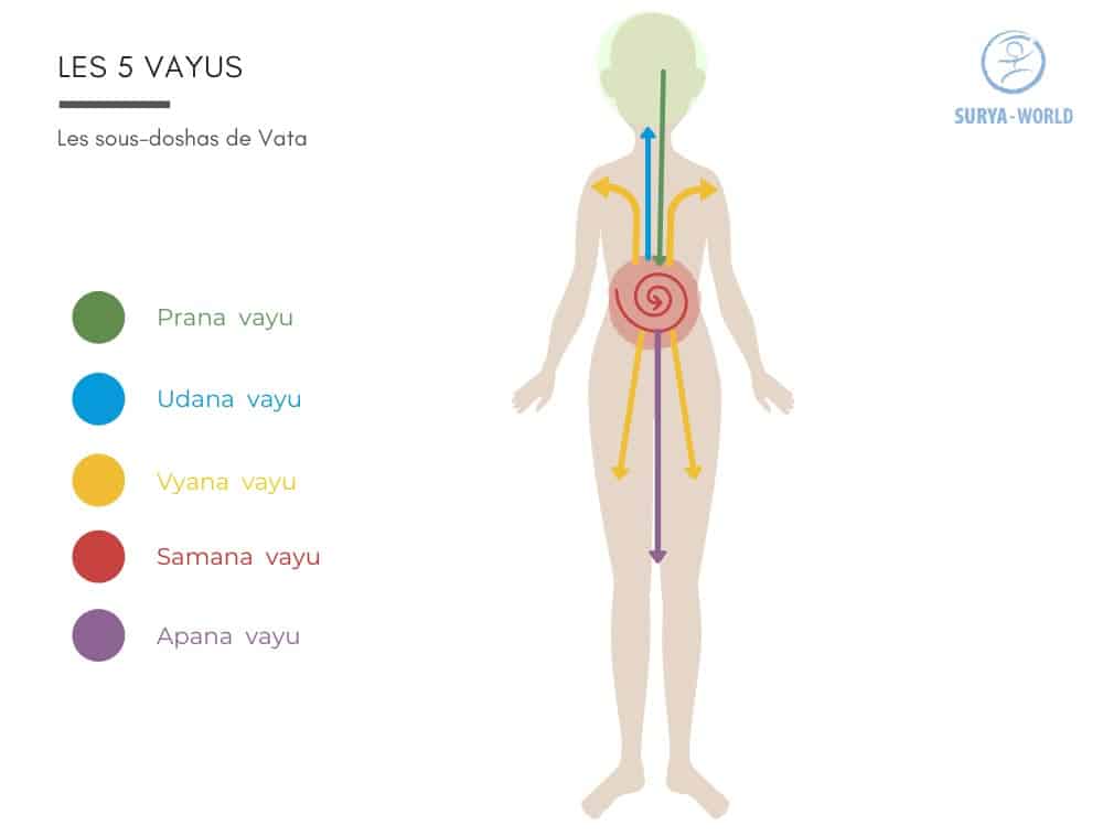 Les 5 vayus en Ayurveda (FR)