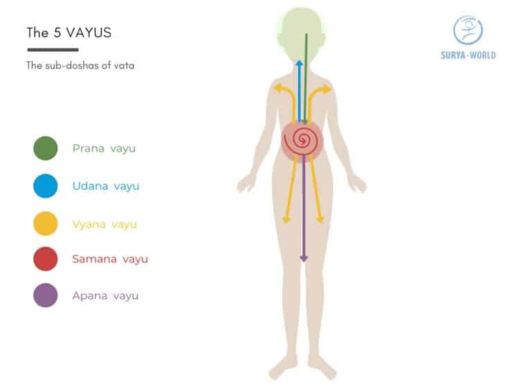 The 5 vayus in Ayurveda (EN)
