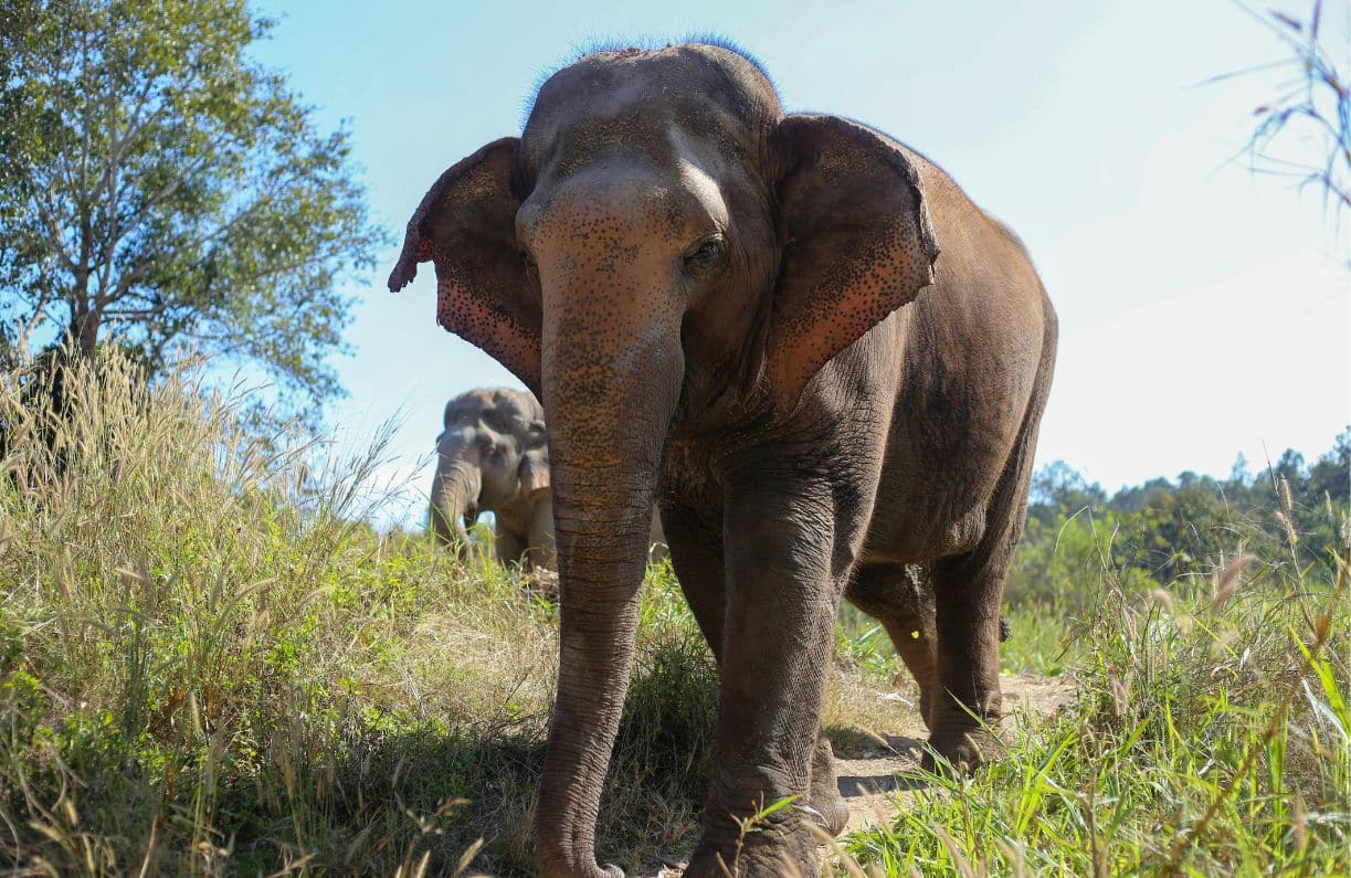 thailande-elephant.jpg